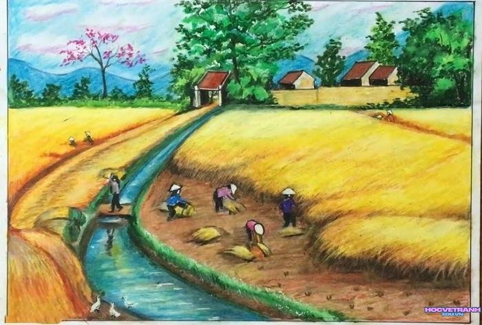 vẽ hương lúa đồng quê