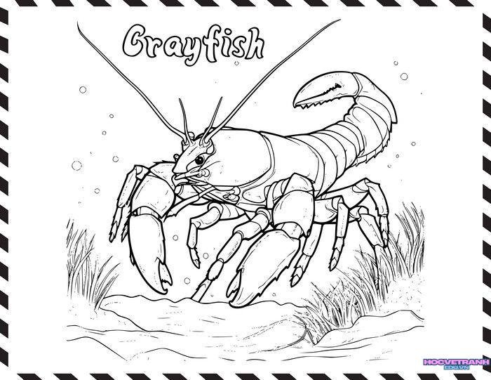 tranh tô màu con tôm cực đẹp