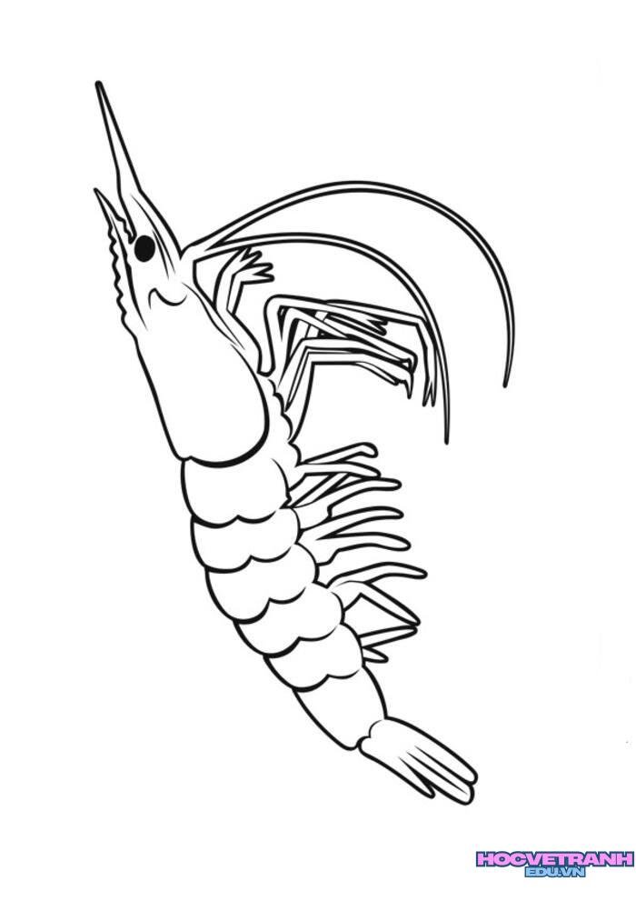 tranh tô màu con tôm cute đẹp