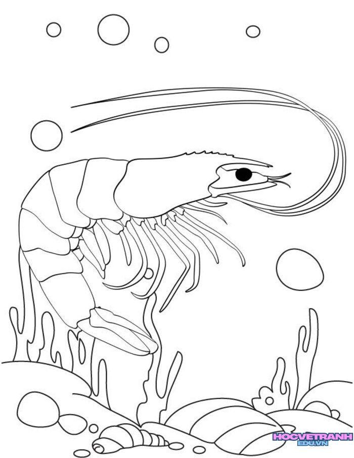 tranh tô màu con tôm cute