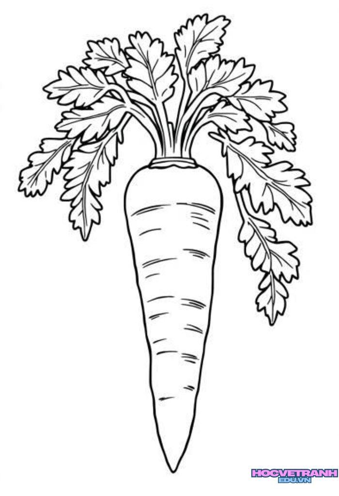 tranh tô màu củ cà rốt cute nhất