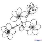 Tổng hợp các mẫu tranh tô màu hoa mai đơn giản, dễ thương