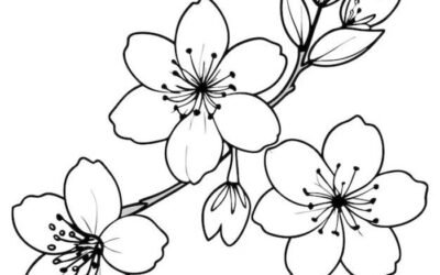 tranh tô màu hoa mai