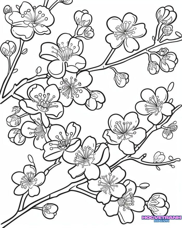 tranh tô màu hoa mai dễ in