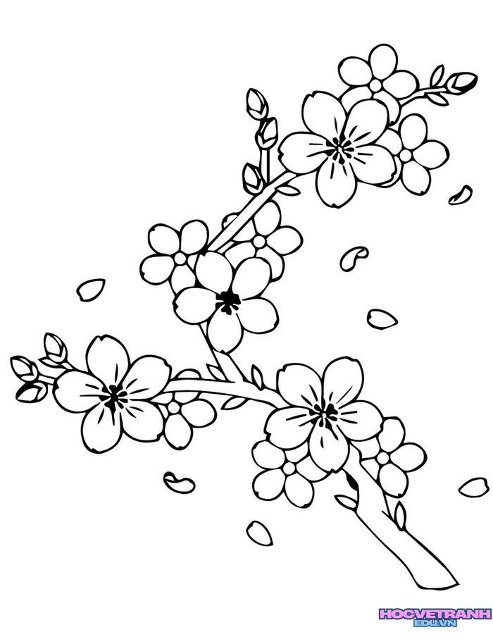 tranh tô màu hoa mai mùa xuân