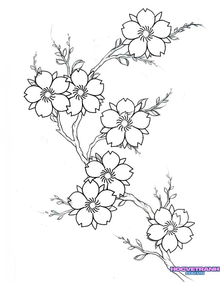 tranh tô màu hoa mai ngày tết
