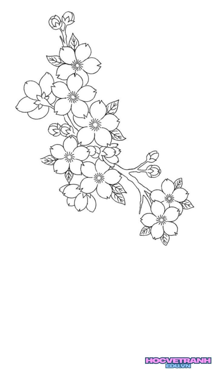 tranh tô màu hoa mai tập tô màu