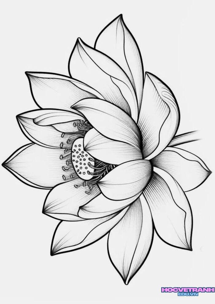 tranh tô màu hoa sen đang nở
