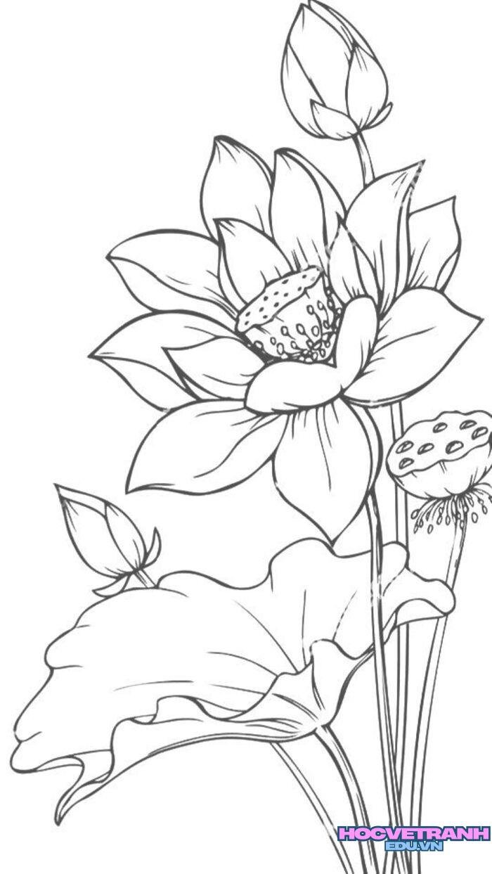tranh tô màu hoa sen dễ in