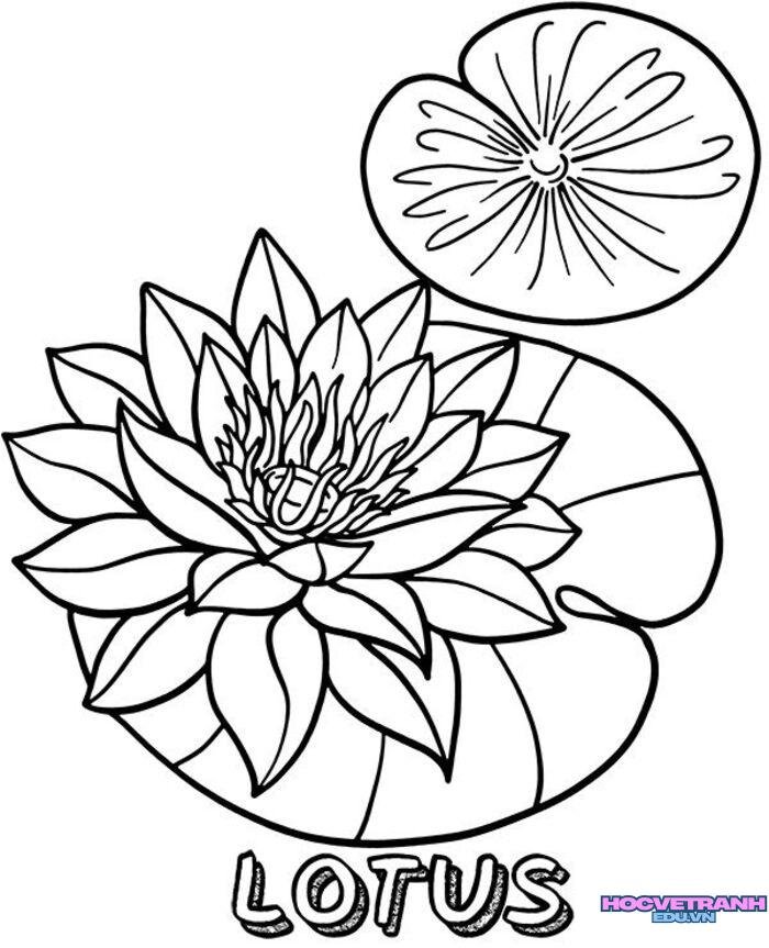 tranh tô màu hoa sen mầm non