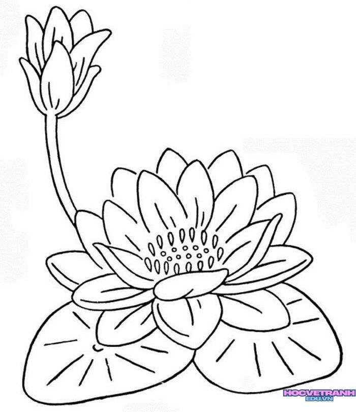 tranh tô màu hoa sen nụ
