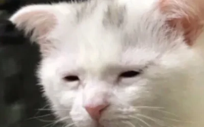ảnh meme buồn ngủ bựa
