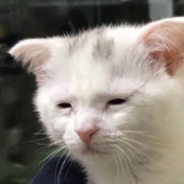 ảnh meme buồn ngủ bựa