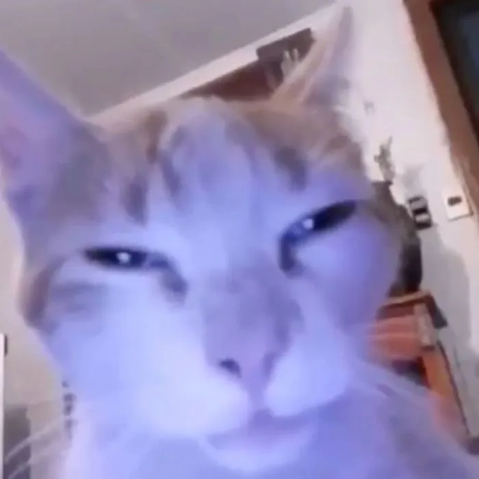 ảnh meme buồn ngủ mèo