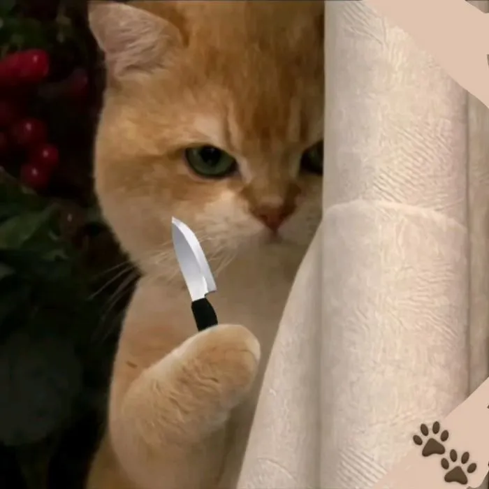 ảnh meme cầm dao cute mèo