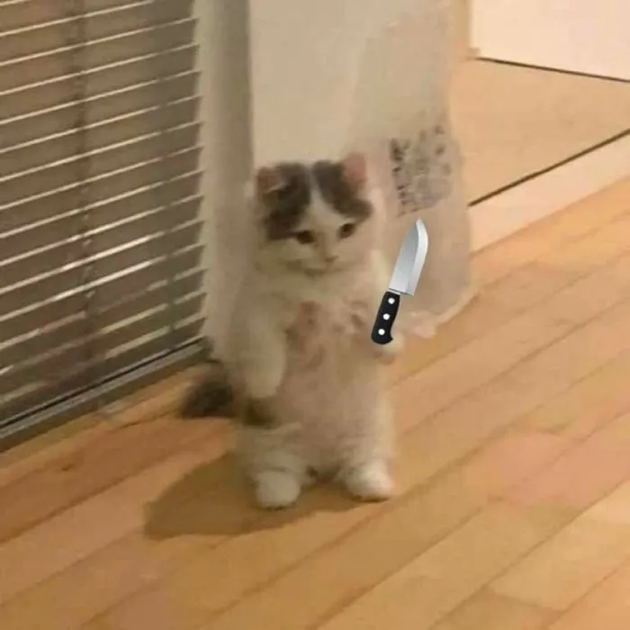 ảnh meme cầm dao đáng yêu mèo