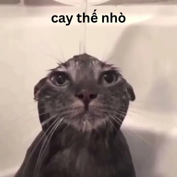 ảnh meme cay cú chế