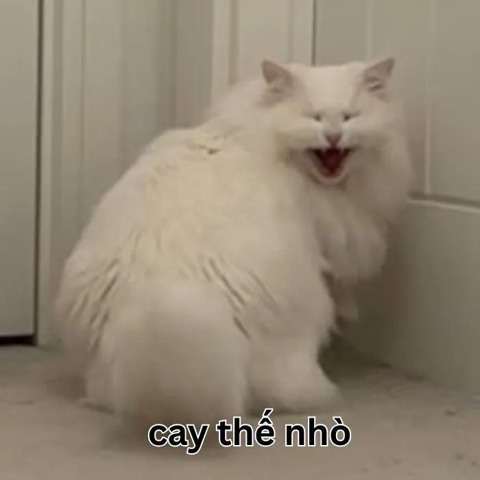 ảnh meme cay cú mèo hài