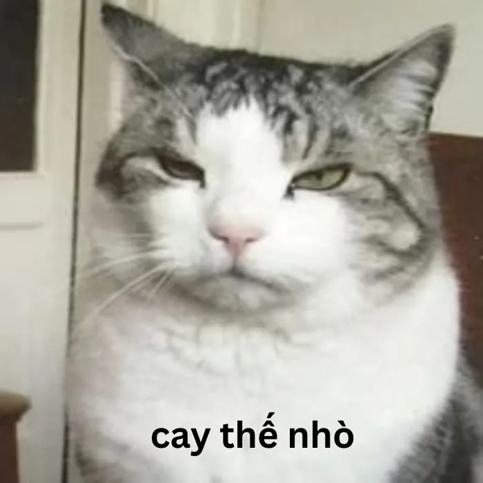 ảnh meme cay cú mèo