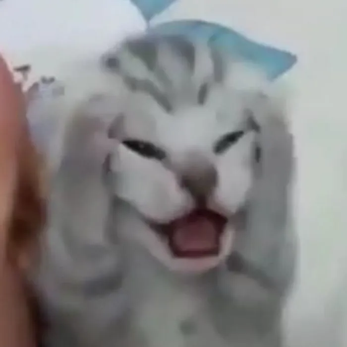 ảnh meme chán mèo khóc ảnh meme chán mèo khóc