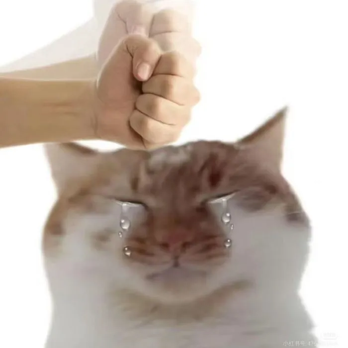 ảnh meme chán mèo ảnh meme chán mèo