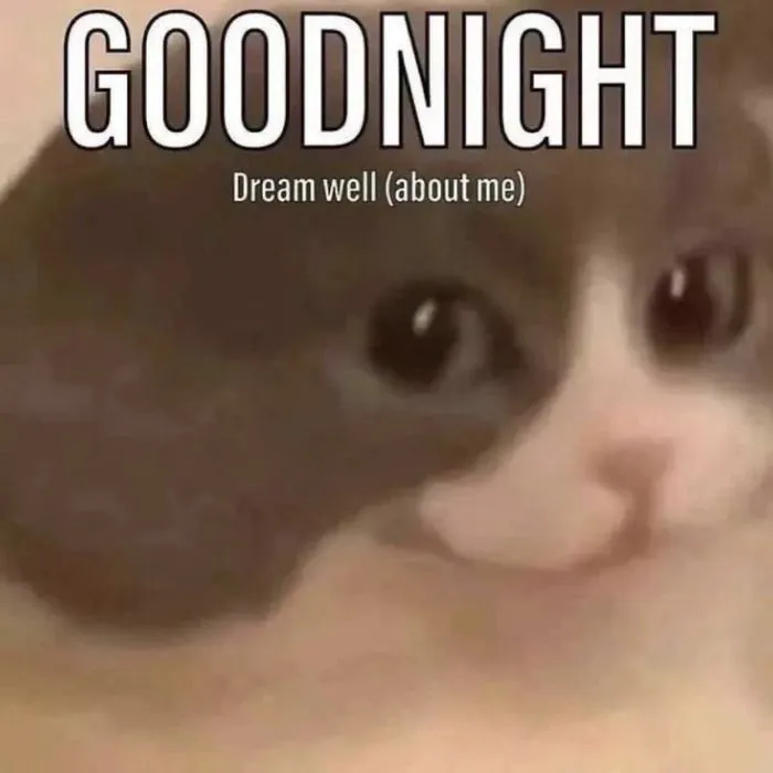 ảnh meme chúc ngủ ngon cute mèo
