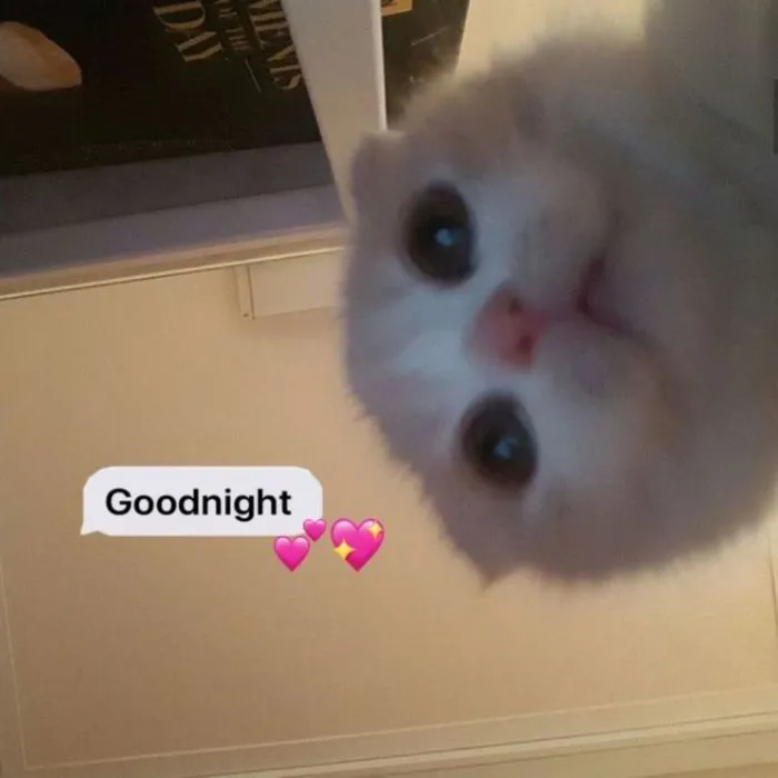 ảnh meme chúc ngủ ngon mèo cute