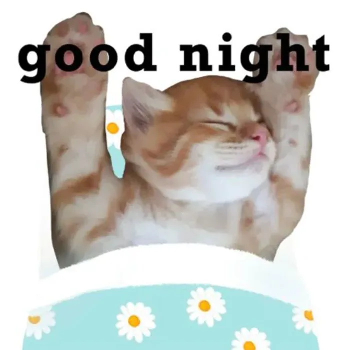 ảnh meme chúc ngủ ngon siêu bựa