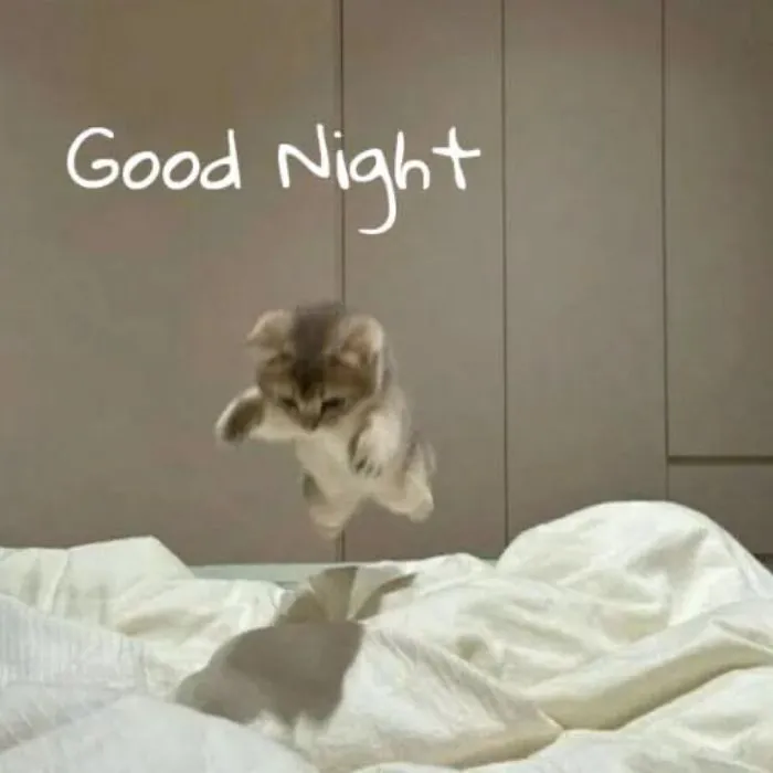ảnh meme chúc ngủ ngon siêu mèo