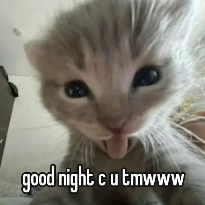 ảnh meme chúc ngủ ngon