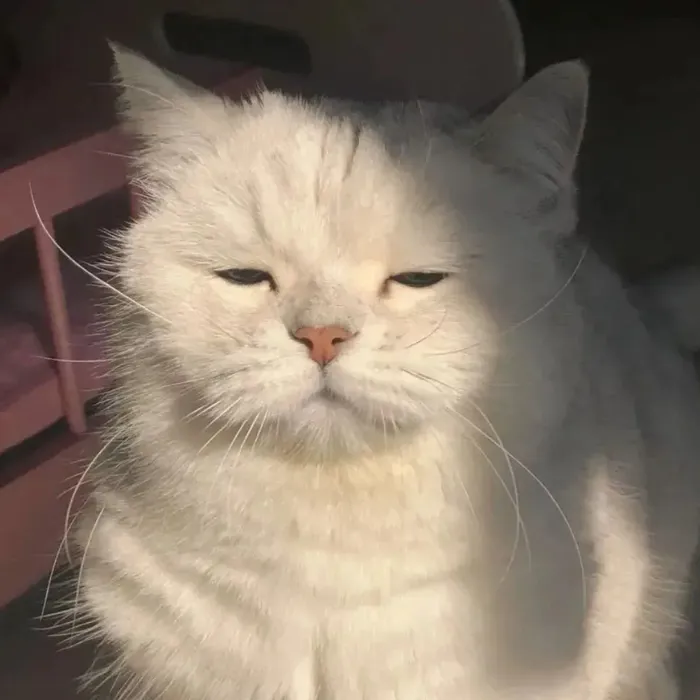 ảnh meme ko chữ  1