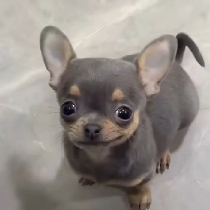 ảnh meme vui chihuahua