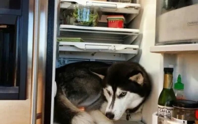 husky meme ánh mắt ngơ ngác