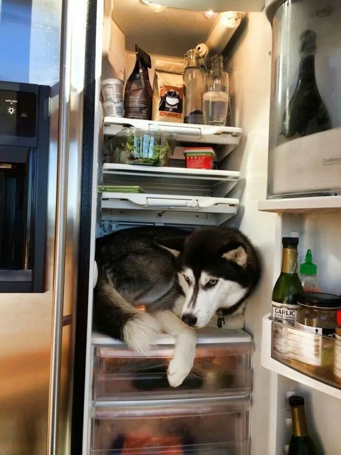 husky meme ánh mắt ngơ ngác husky meme ánh mắt ngơ ngác
