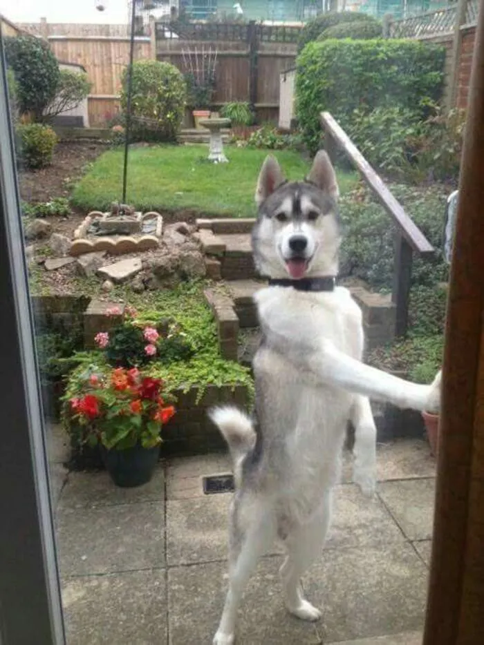 husky meme biểu cảm khó hiểu husky meme biểu cảm khó hiểu