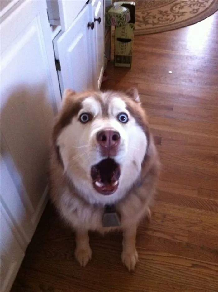 husky meme biểu cảm lố husky meme biểu cảm lố
