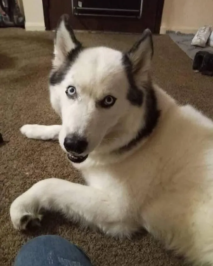 husky meme kiểu bất lực husky meme kiểu bất lực