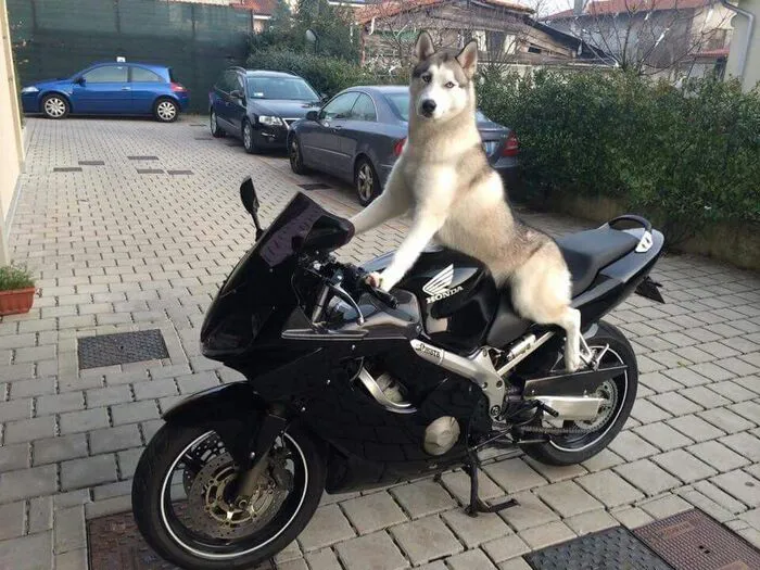 husky meme kiểu mất kết nối husky meme kiểu mất kết nối