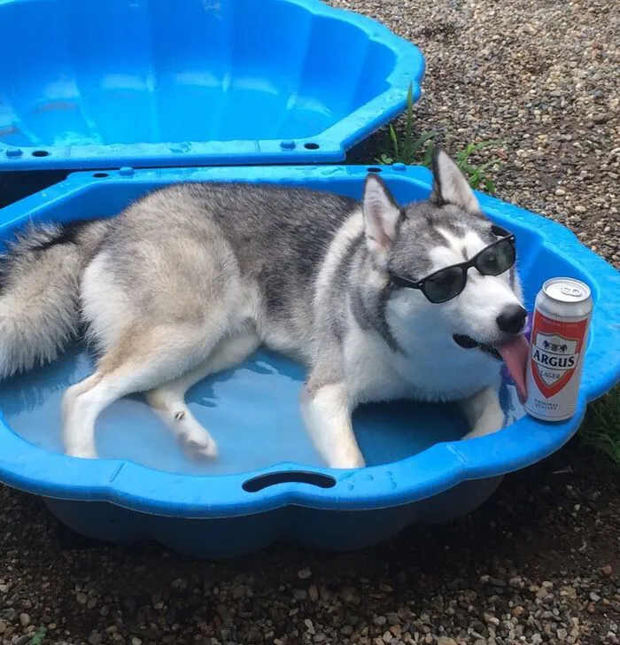 husky meme nhìn buồn cười husky meme nhìn buồn cười