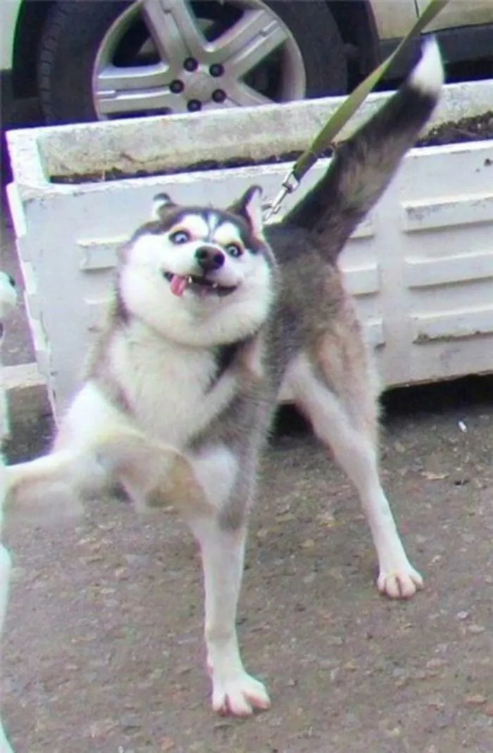husky meme nhìn mắc cười husky meme nhìn mắc cười