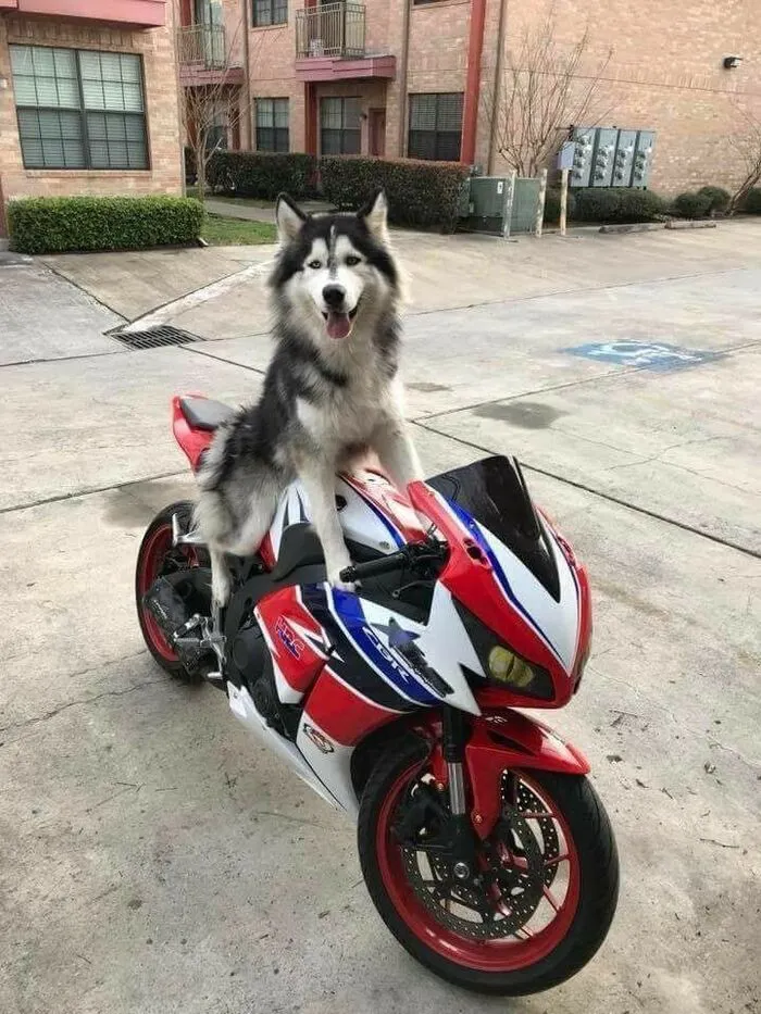 husky meme nhìn ngáo ngơ husky meme nhìn ngáo ngơ