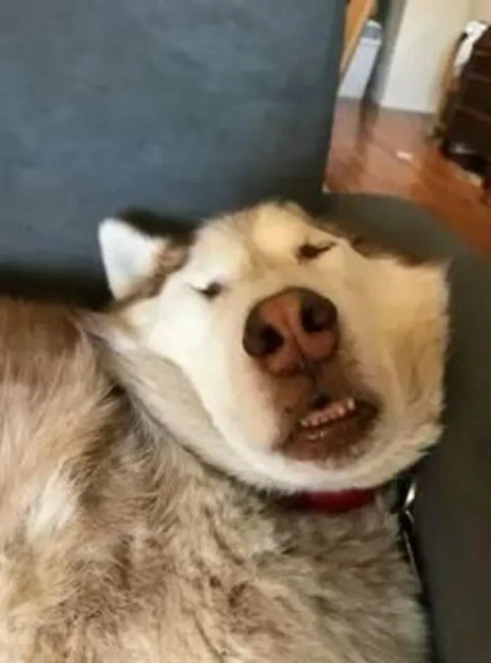 husky meme nhìn ngơ cực mạnh husky meme nhìn ngơ cực mạnh