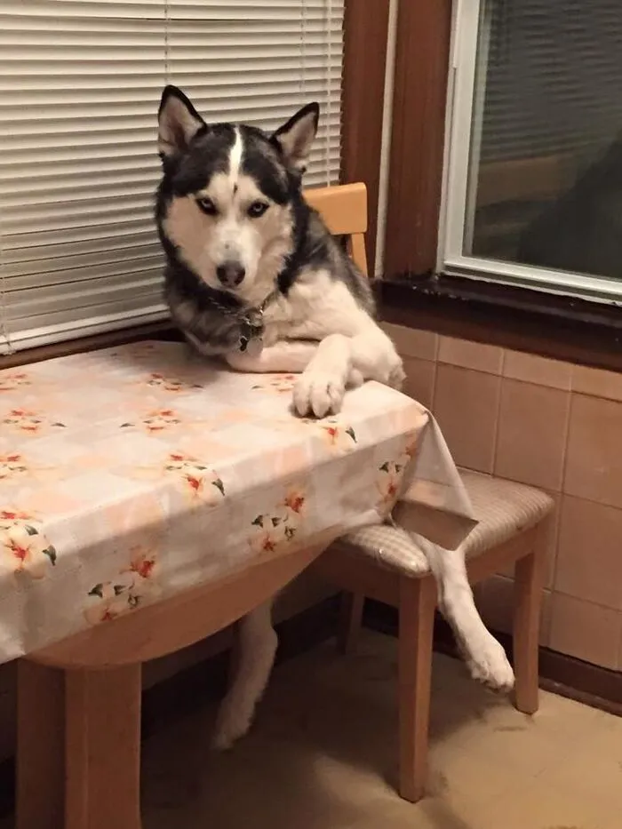husky meme nhìn ngu ngơ husky meme nhìn ngu ngơ
