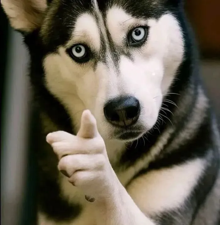 husky meme nhìn như não lag husky meme nhìn như não lag