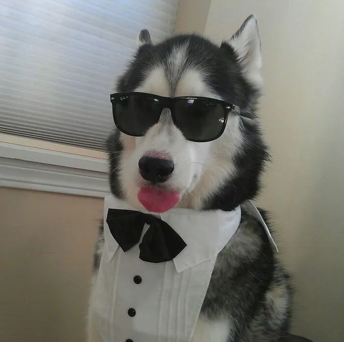 husky meme nhìn vô tri toàn tập husky meme nhìn vô tri toàn tập