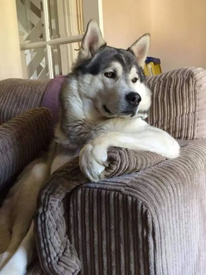 husky meme style meme husky meme style meme