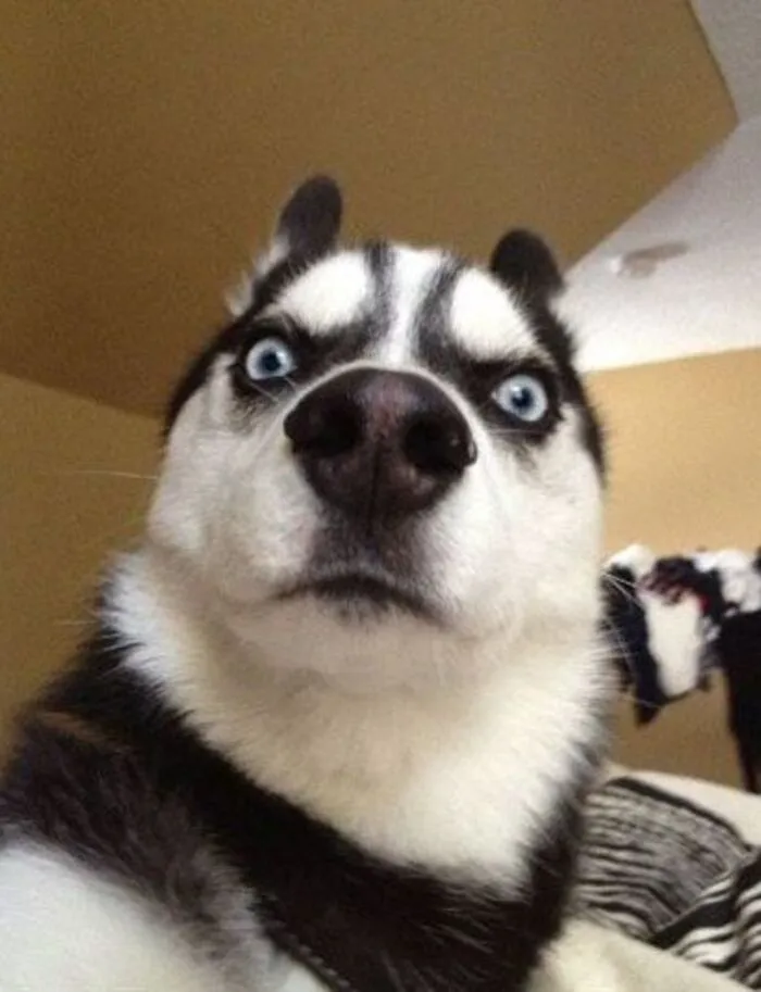 husky meme vibe buồn cười husky meme vibe buồn cười