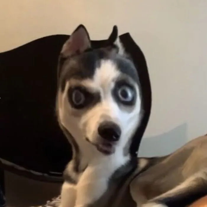 husky meme vibe cute xỉu cực hài husky meme vibe cute xỉu cực hài