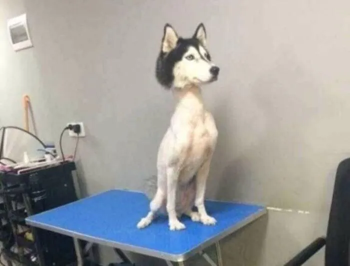 husky meme vibe cute xỉu hài hước husky meme vibe cute xỉu hài hước