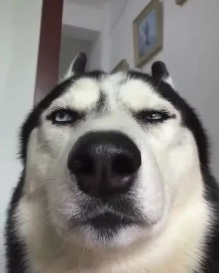 husky meme vibe cute xỉu ngố husky meme vibe cute xỉu ngố
